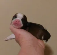 Sam, a male Shih Tzu for sale in Sanford, NC – Photo 1 of 2