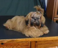 Sam, a male Shih Tzu for sale in Sanford, NC – 5 of 5
