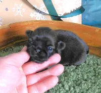 KeeLee, a female Shih Tzu for sale in Sanford, NC – Photo 2 of 2