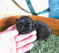 KeeLee, a female Shih Tzu for sale in Sanford, NC – Photo 1 of 2