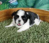 Hillie, a female Shih Tzu for sale in Sanford, NC – Photo 1 of 3