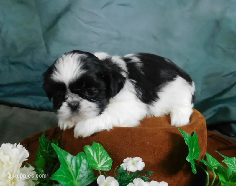 Hillie – Shih Tzu puppy on hold in Sanford, NC