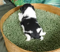 Hillie, a female Shih Tzu for sale in Sanford, NC – Photo 3 of 3