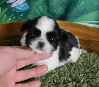 Hillie, a female Shih Tzu for sale in Sanford, NC – Photo 2 of 3
