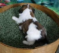 Remi, a female Shih Tzu for sale in Sanford, NC – Photo 2 of 3