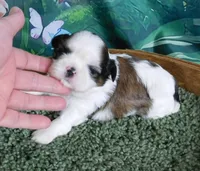 Remi, a female Shih Tzu for sale in Sanford, NC – Photo 1 of 3