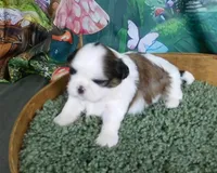 Remi, a female Shih Tzu for sale in Sanford, NC – Photo 3 of 3