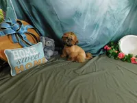 Jazzi's Little Jazz--see VIDEO, a female Shih Tzu for sale in Sanford, NC – 2 of 8