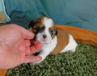 JoJo, a male Shih Tzu for sale in Sanford, NC – Photo 3 of 6