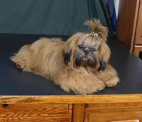 JoJo, a male Shih Tzu for sale in Sanford, NC – Photo 6 of 6