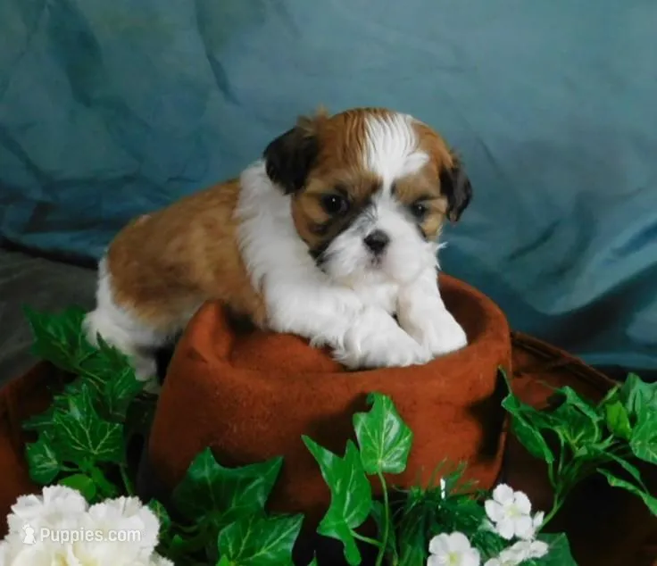 JoJo – Shih Tzu puppy for sale in Sanford, NC
