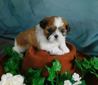 JoJo, a male Shih Tzu for sale in Sanford, NC – 1 of 8