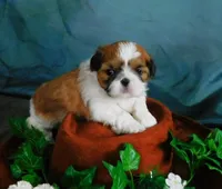 JoJo, a male Shih Tzu for sale in Sanford, NC – 2 of 8
