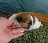 JoJo, a male Shih Tzu for sale in Sanford, NC – Photo 2 of 6