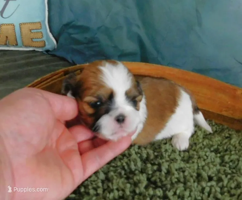 JoJo – Shih Tzu puppy for sale in Sanford, NC