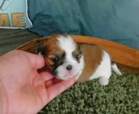 JoJo, a male Shih Tzu for sale in Sanford, NC – Photo 1 of 6