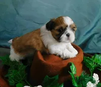 JoJo, a male Shih Tzu for sale in Sanford, NC – 3 of 8