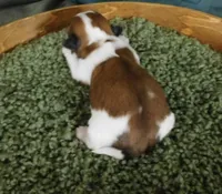 JoJo, a male Shih Tzu for sale in Sanford, NC – Photo 4 of 6