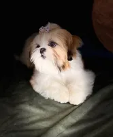 JoJo, a male Shih Tzu for sale in Sanford, NC – Photo 5 of 6