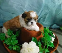 JoJo, a male Shih Tzu for sale in Sanford, NC – 4 of 8