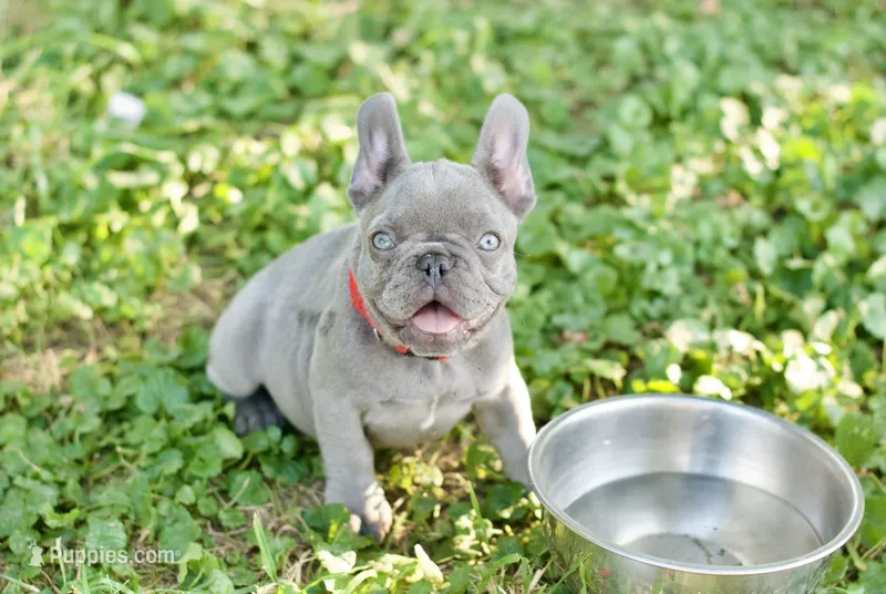 Mochie – French Bulldog puppy for sale in Minneapolis, MN