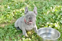 Mochie, a female French Bulldog for sale in Minneapolis, MN – 1 of 8