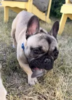 Chip, a male French Bulldog for sale in Minneapolis, MN – 3 of 4