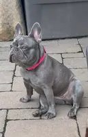 Pearl, a female French Bulldog for sale in Minneapolis, MN – 7 of 7