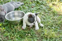 Rhoda, a female French Bulldog for sale in Minneapolis, MN – 2 of 8