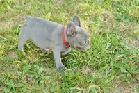 Mochie, a female French Bulldog for sale in Minneapolis, MN – 4 of 8