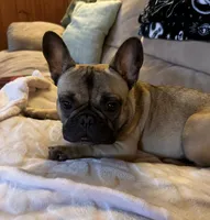 Chip, a male French Bulldog for sale in Minneapolis, MN – 1 of 4