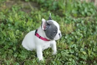 Rhoda, a female French Bulldog for sale in Minneapolis, MN – 3 of 8