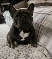Rhoda, a female French Bulldog for sale in Minneapolis, MN – 6 of 8