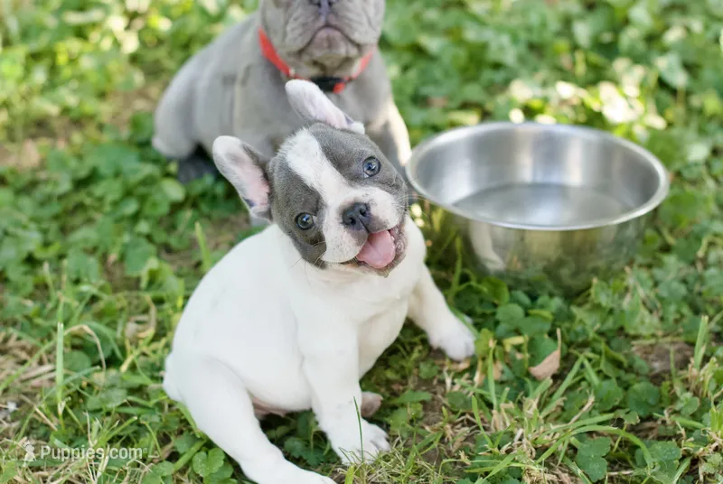Rhoda – French Bulldog puppy for sale in Minneapolis, MN