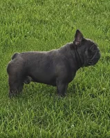 Rhoda, a female French Bulldog for sale in Minneapolis, MN – 7 of 8