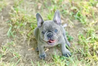 Pearl, a female French Bulldog for sale in Minneapolis, MN – 3 of 7