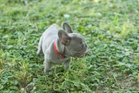 Mochie, a female French Bulldog for sale in Minneapolis, MN – 3 of 8