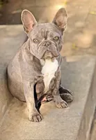 Rhoda, a female French Bulldog for sale in Minneapolis, MN – 8 of 8