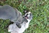 Rhoda, a female French Bulldog for sale in Minneapolis, MN – 4 of 8