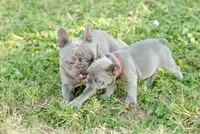 Mochie, a female French Bulldog for sale in Minneapolis, MN – 2 of 8