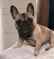 Chip, a male French Bulldog for sale in Minneapolis, MN – 4 of 4