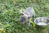 Mochie, a female French Bulldog for sale in Minneapolis, MN – 5 of 8