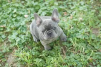 Pearl, a female French Bulldog for sale in Minneapolis, MN – 4 of 7