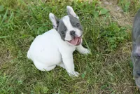 Rhoda, a female French Bulldog for sale in Minneapolis, MN – 5 of 8