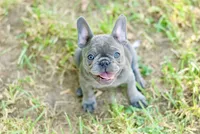 Pearl, a female French Bulldog for sale in Minneapolis, MN – 2 of 7