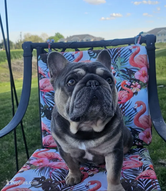 Pearl – French Bulldog puppy for sale in Minneapolis, MN