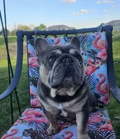 Mochie, a female French Bulldog for sale in Minneapolis, MN – 8 of 8