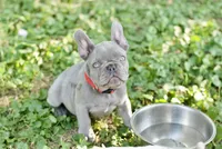 Mochie, a female French Bulldog for sale in Minneapolis, MN – 7 of 8