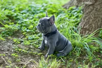 Pearl, a female French Bulldog for sale in Minneapolis, MN – 5 of 7