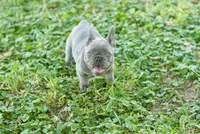 Mochie, a female French Bulldog for sale in Minneapolis, MN – 6 of 8